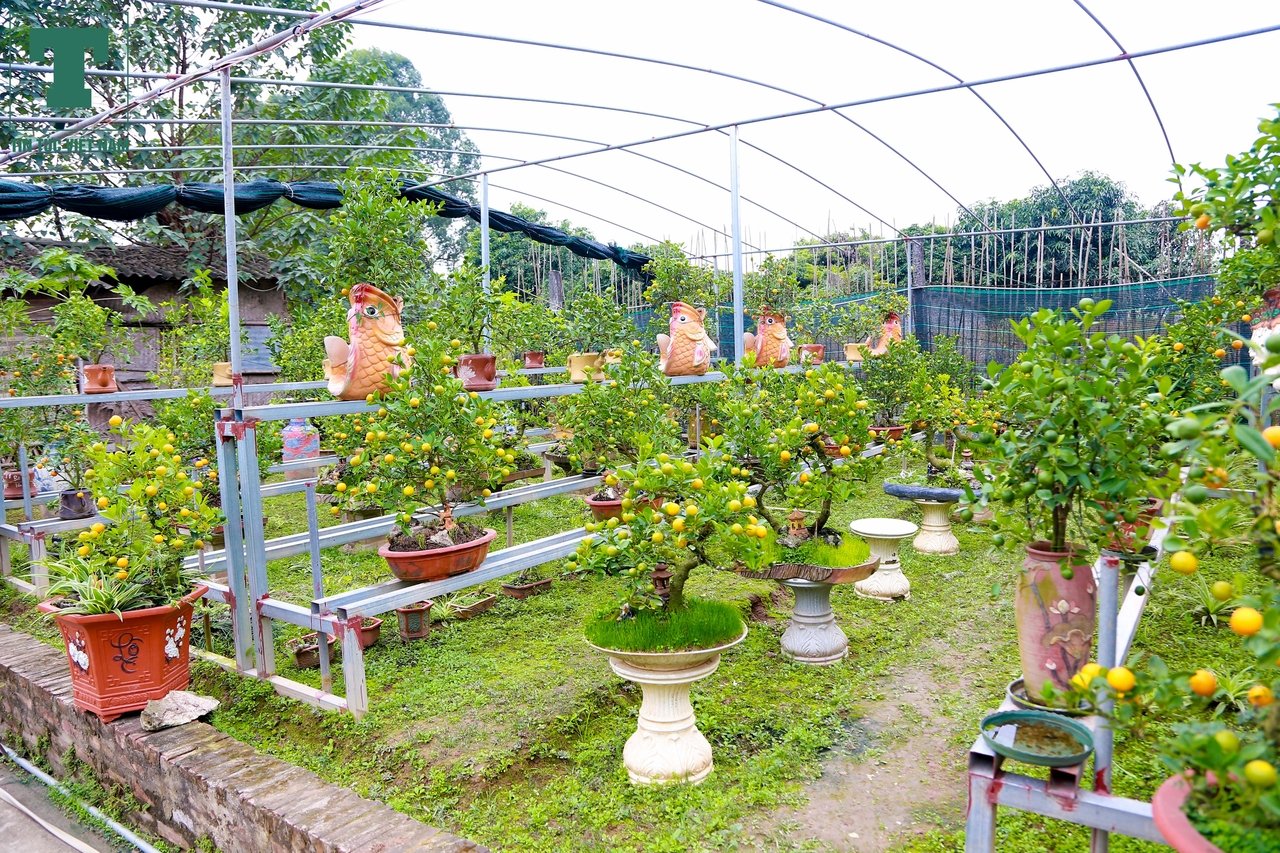 vuon-quat-doc-dao-don-tet-cua-chu-vuon-cay-canh-ha-noi