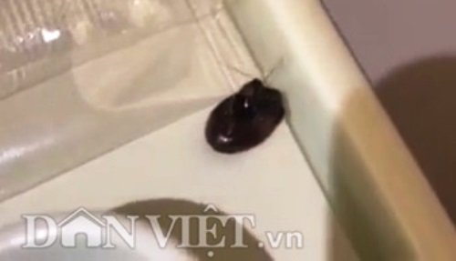 Gián bò trong khay thức ăn, VNA và NASCO đổ lỗi cho nhau