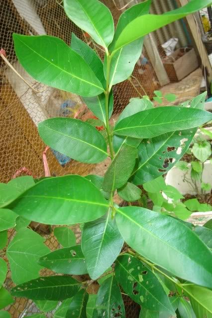 Lá vối có tác dụng gì và ai cần kiêng lá vối