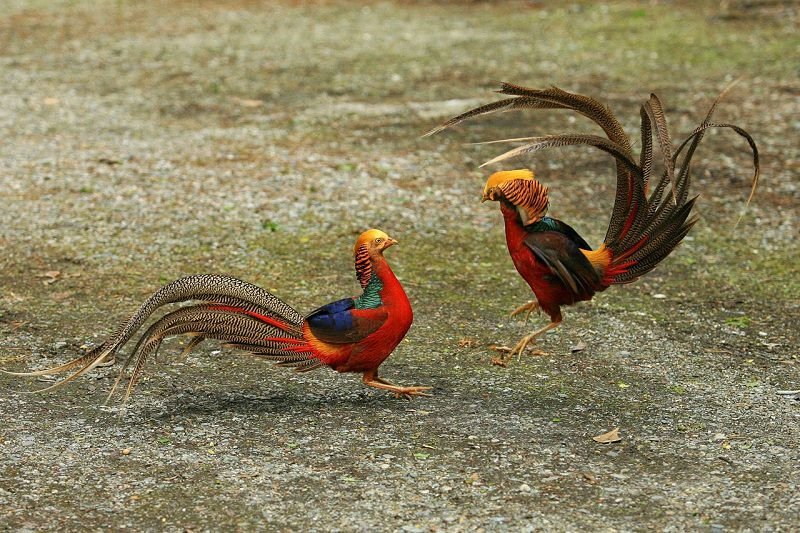nguoi-dau-tien-tai-viet-nam-dua-thit-chim-tri-vao-sieu-thi
