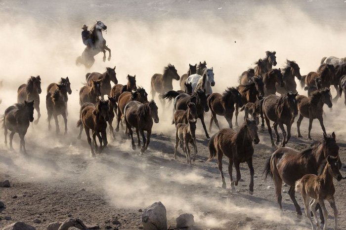 Đàn cừu Ninh Thuận vào top ảnh đẹp của tạp chí NatGeo