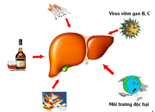 viem-gan-c-la-gi-va-viem-gan-c-co-nguy-hiem-khong