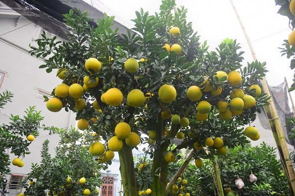 chiem-nguong-vuon-buoi-tien-ty-cua-nong-dan-hung-yen