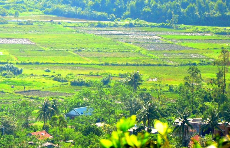 Màu xanh trên đảo Ngọc Vừng