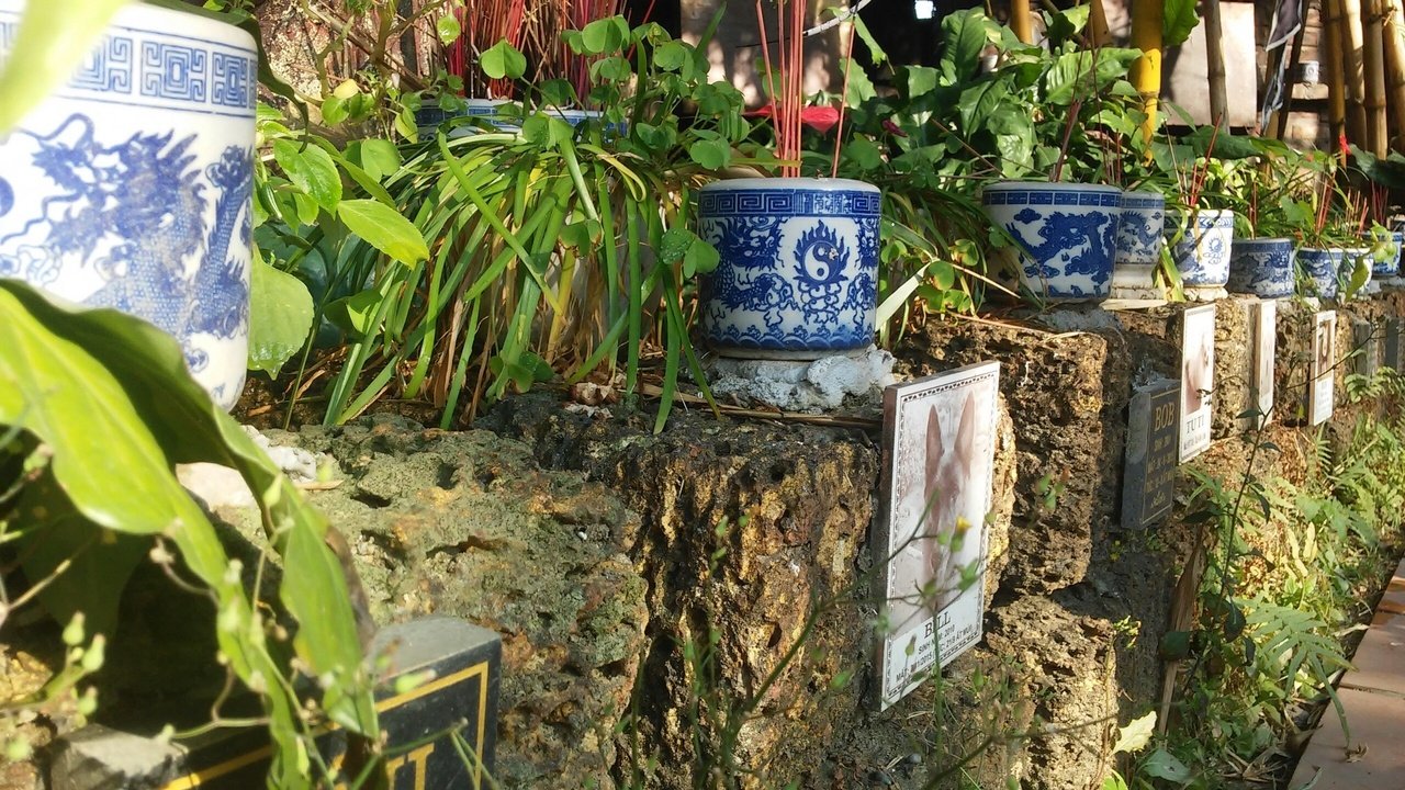 nghia-trang-cho-meo-sinh-ra-tu-tinh-yeu-dong-vat