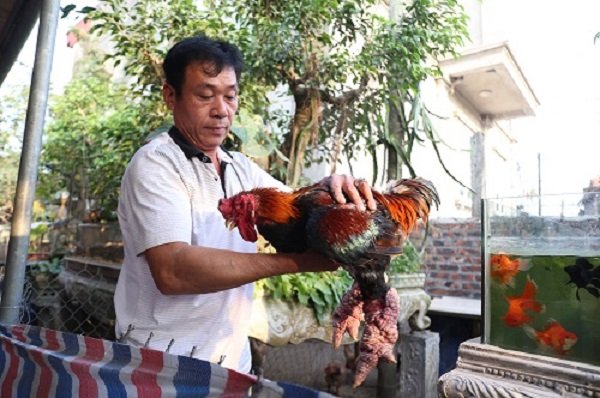 ve-dong-tao-xem-ga-tien-vua-duoc-nhieu-nguoi-san-lung-dip-tet