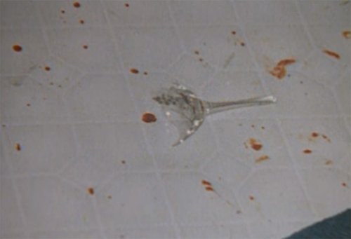 Tội ác bị lật tẩy qua hình dạng các giọt máu ở hiện trường