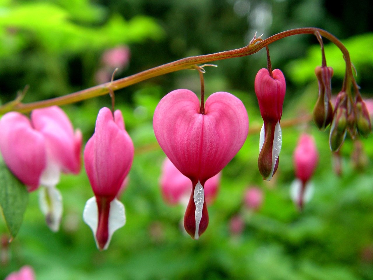 10-bieu-tuong-quen-thuoc-ma-ban-cu-tuong-la-ban-biet