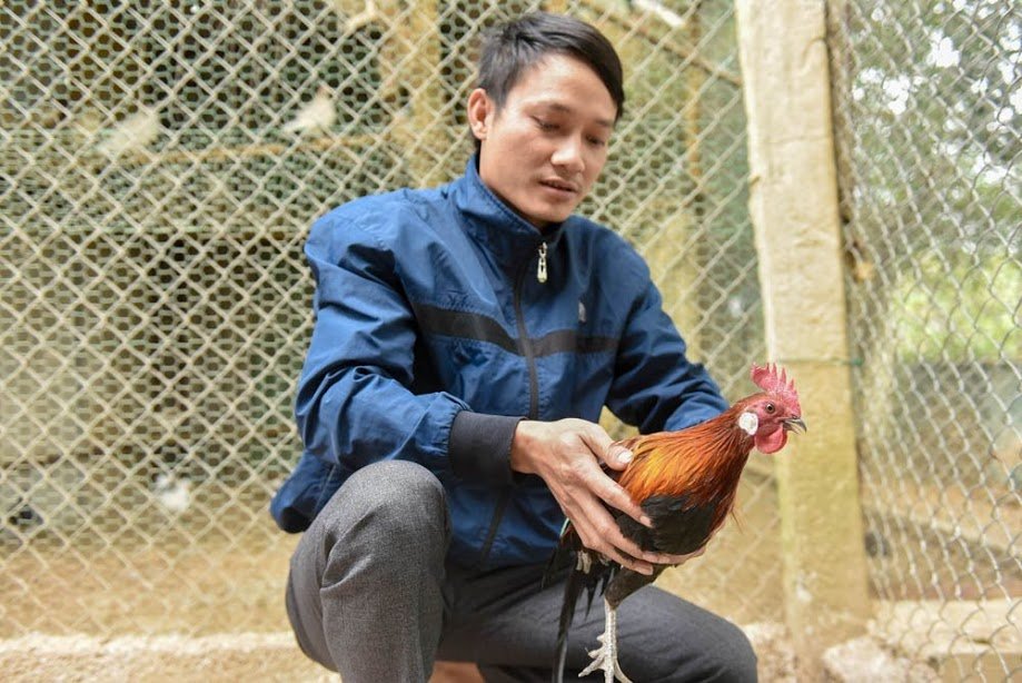 can-canh-dan-ga-rung-tai-trang-gan-100-con-quy-hiem-duoc-nguoi-dan-ha-noi-san-lung