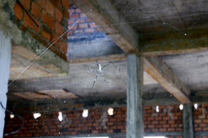 Gần trăm biệt thự bỏ hoang trong khu du lịch sinh thái