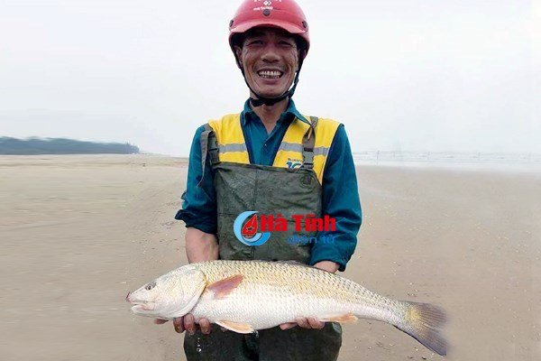 cá sủ vàng,cá quý hiếm,cá lạ Ba lô 1,5 tỷ đồng mua con cá sủ vàng: Huyền thoại lộc trời