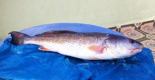 Ba lô 1,5 tỷ đồng mua con cá sủ vàng: Huyền thoại lộc trời