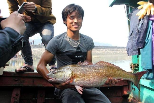 cá sủ vàng,cá quý hiếm,cá lạ Ba lô 1,5 tỷ đồng mua con cá sủ vàng: Huyền thoại lộc trời