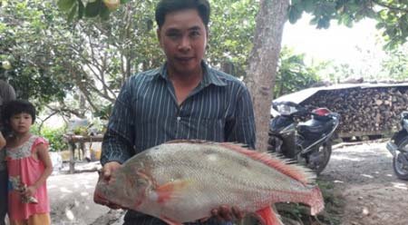 Ba lô 1,5 tỷ đồng mua con cá sủ vàng: Huyền thoại lộc trời