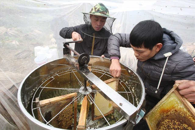 Mùa thu hoạch mật ong trên cao nguyên đá Hà Giang