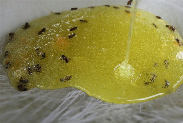 Mùa thu hoạch mật ong trên cao nguyên đá Hà Giang