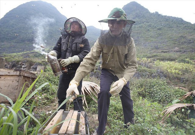 Mùa thu hoạch mật ong trên cao nguyên đá Hà Giang