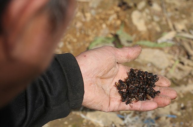 Mùa thu hoạch mật ong trên cao nguyên đá Hà Giang