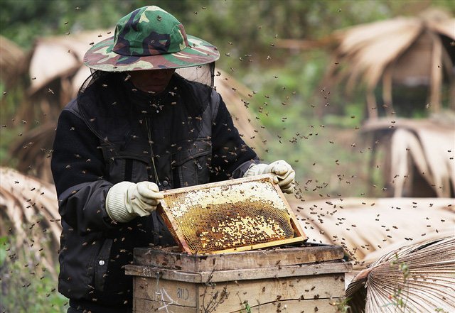 Mùa thu hoạch mật ong trên cao nguyên đá Hà Giang