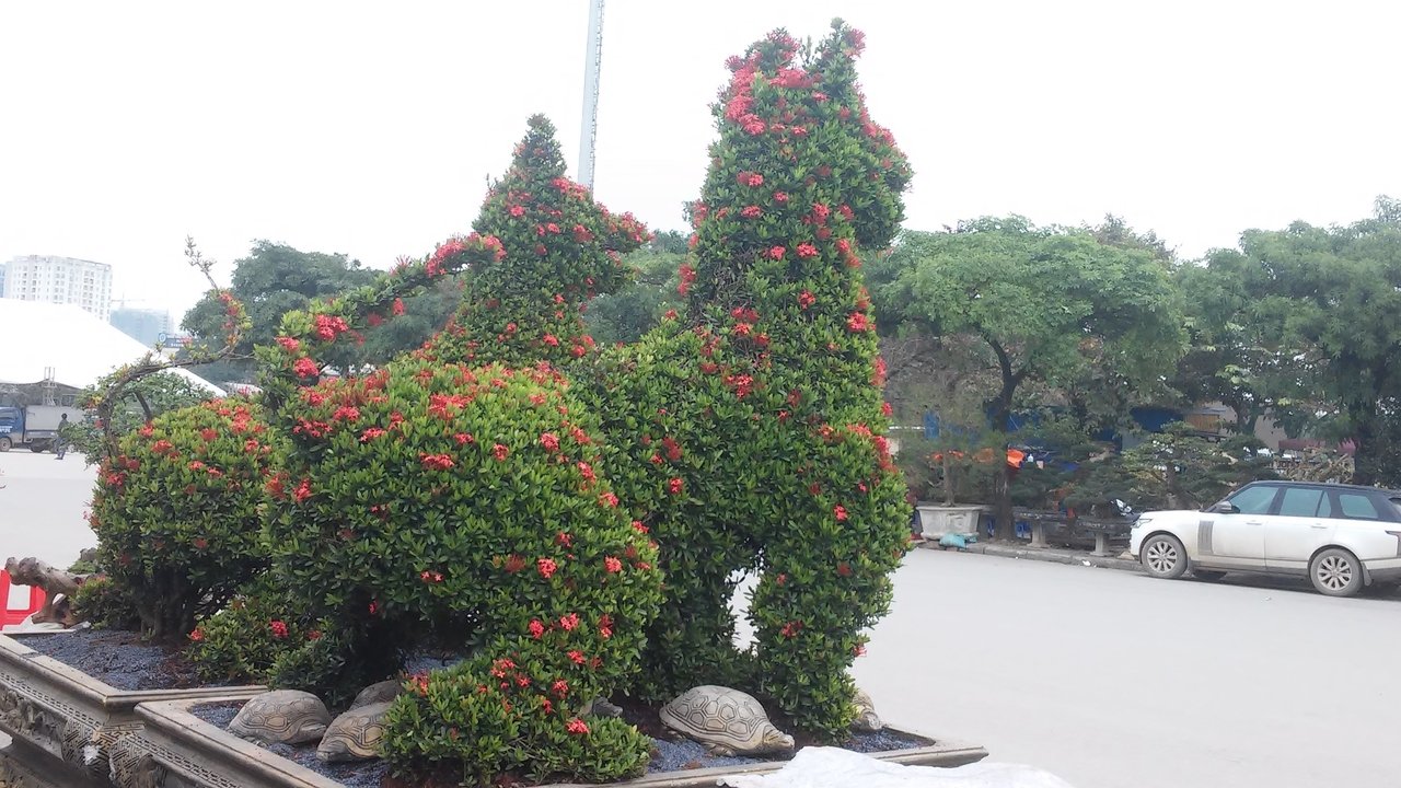 cay-canh-tao-hinh-2-chu-cho-doc-dao-duoc-bai-ban-sau-chuyen-di-gan-2000-km