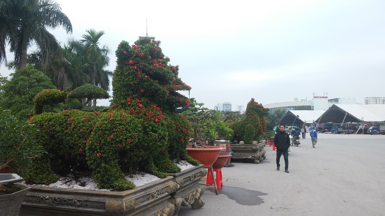 cay-canh-tao-hinh-2-chu-cho-doc-dao-duoc-bai-ban-sau-chuyen-di-gan-2000-km