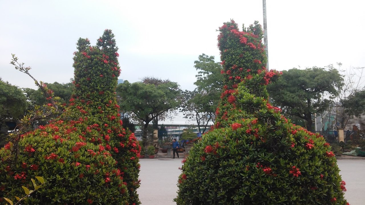 cay-canh-tao-hinh-2-chu-cho-doc-dao-duoc-bai-ban-sau-chuyen-di-gan-2000-km