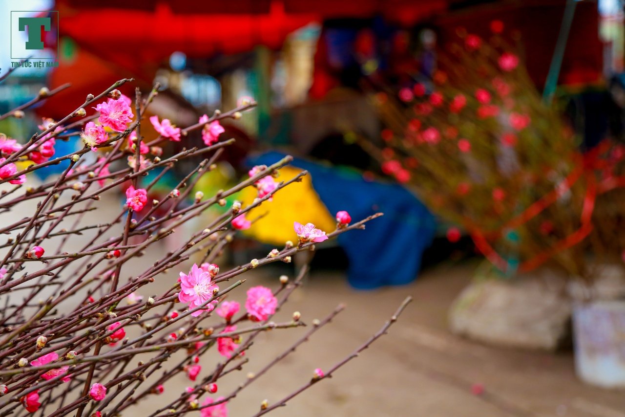 dao-tet