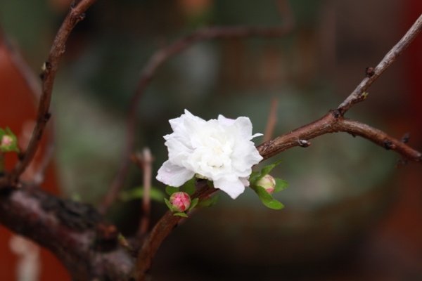 hoa-mai-trang-thu-choi-tao-nha-cua-nguoi-ha-thanh
