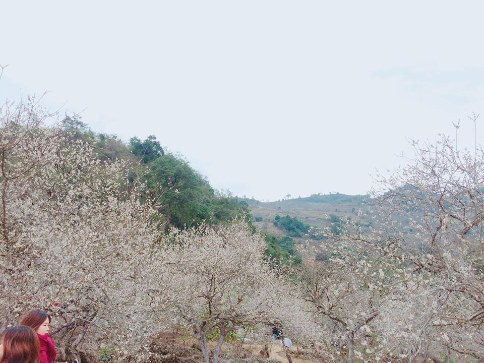 len-ke-hoach-cuoi-tuan-check-in-rung-mo-moc-chau-dep-nhu-tien-canh