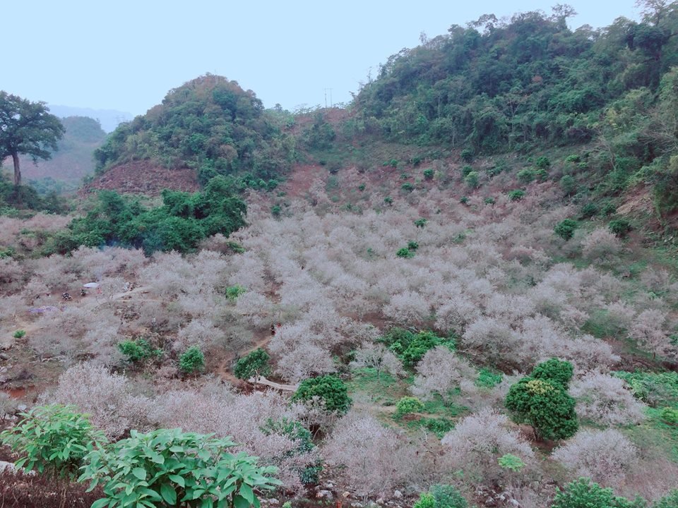 len-ke-hoach-cuoi-tuan-check-in-rung-mo-moc-chau-dep-nhu-tien-canh