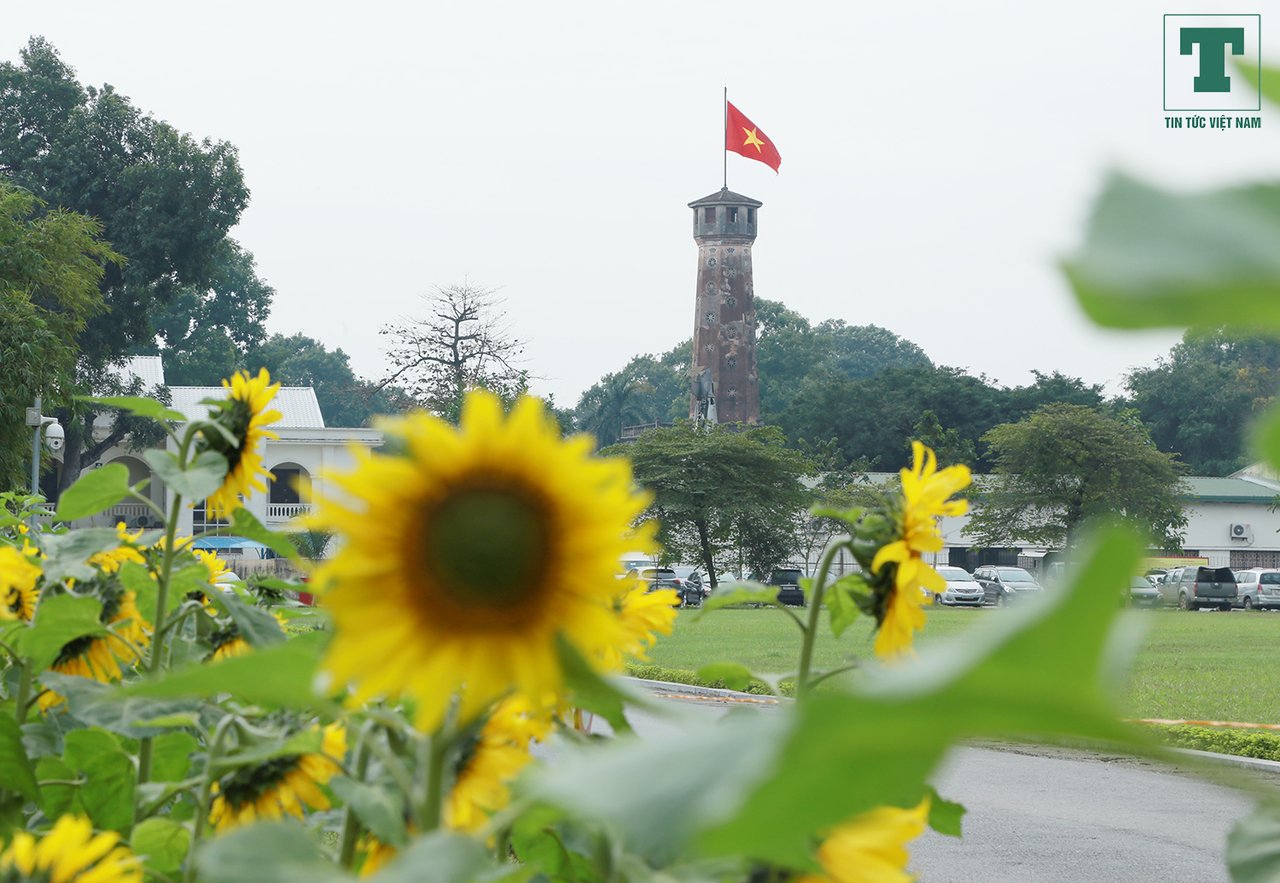 5000-m3-hoa-huong-duong-no-ruc-ro-trong-khuon-vien-hoang-thanh