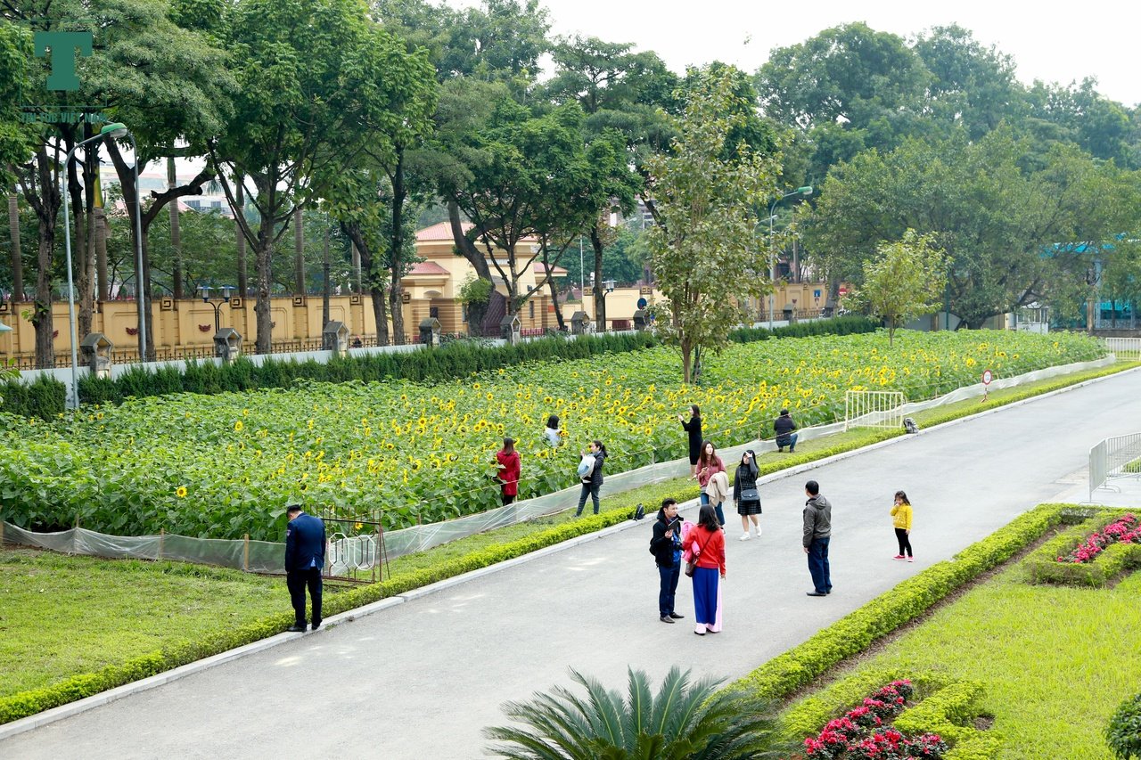 5000-m3-hoa-huong-duong-no-ruc-ro-trong-khuon-vien-hoang-thanh