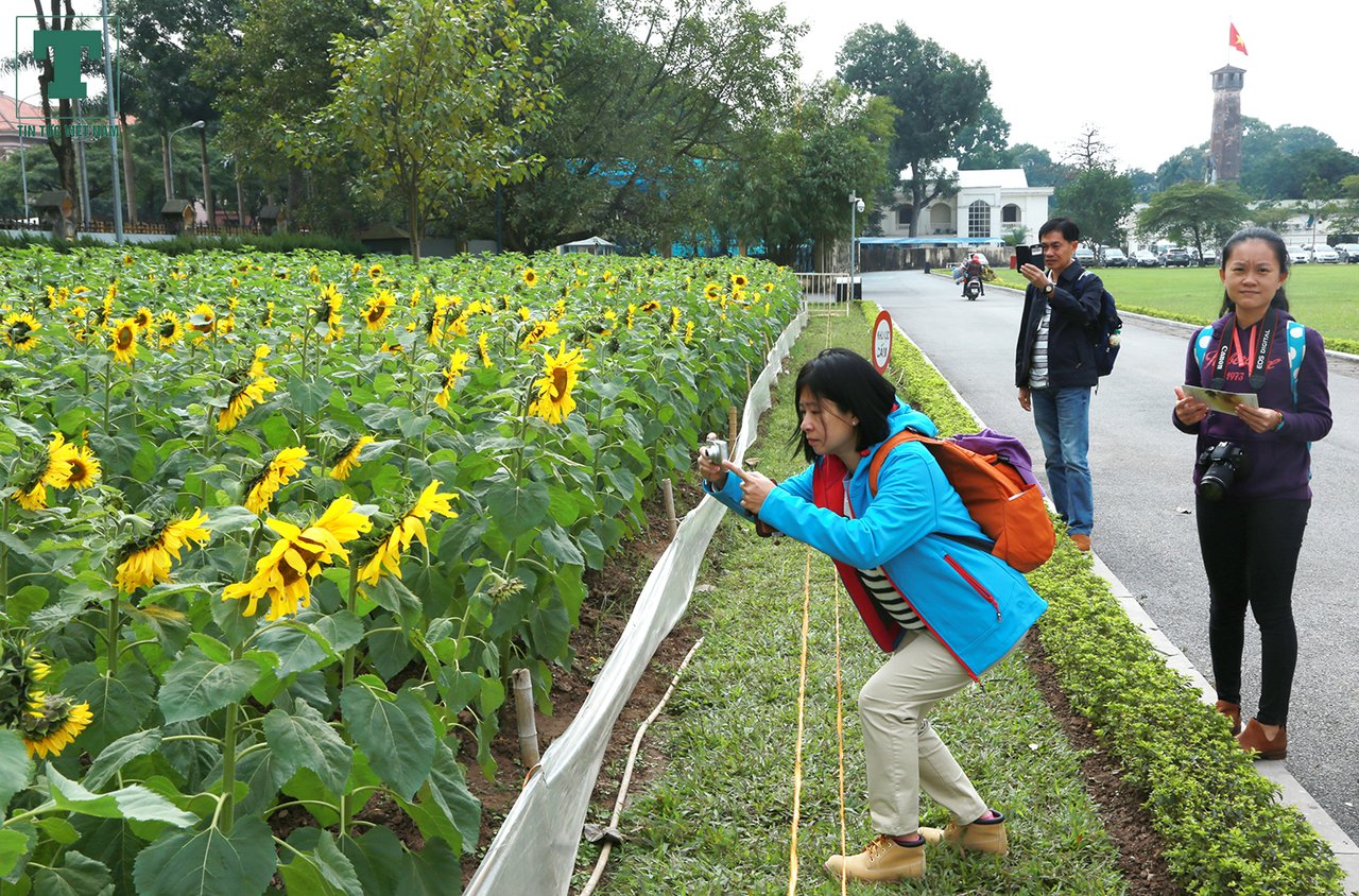 5000-m3-hoa-huong-duong-no-ruc-ro-trong-khuon-vien-hoang-thanh