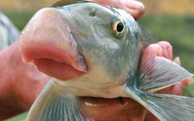 Những món đồ quý hiếm, đắt đỏ được đại gia 