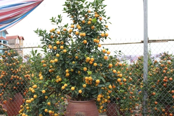 nhon-nhip-thi-truong-quat-canh-nhat-tan-truoc-tet