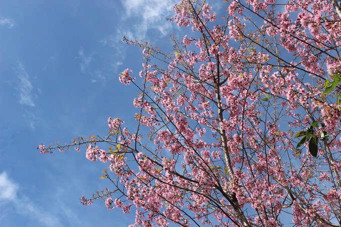 mai-anh-dao-no-som-khoe-sac-ben-biet-thu-da-lat