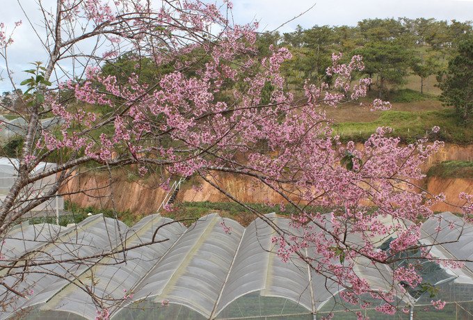 mai-anh-dao-no-som-khoe-sac-ben-biet-thu-da-lat