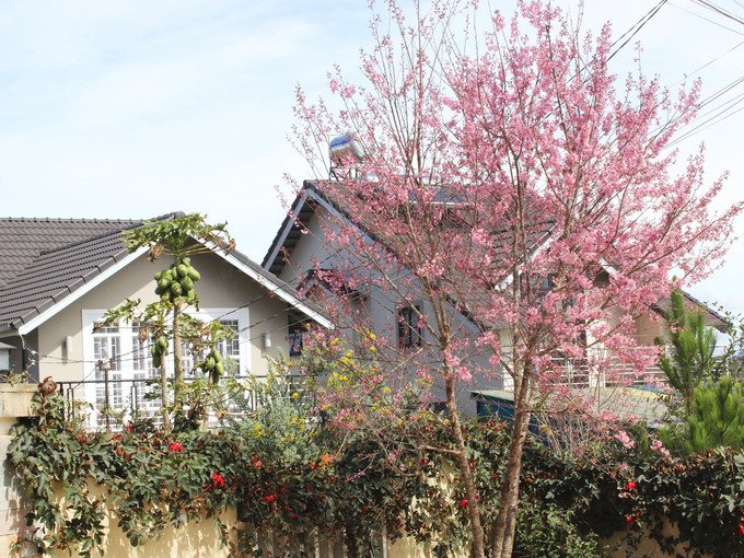 mai-anh-dao-no-som-khoe-sac-ben-biet-thu-da-lat
