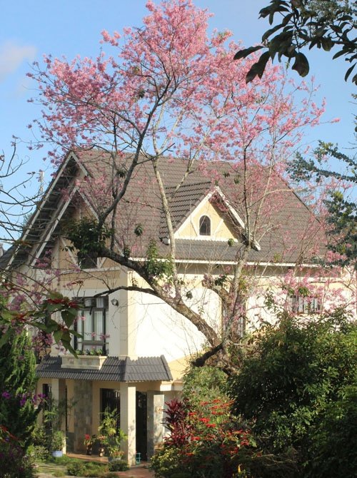 mai-anh-dao-no-som-khoe-sac-ben-biet-thu-da-lat