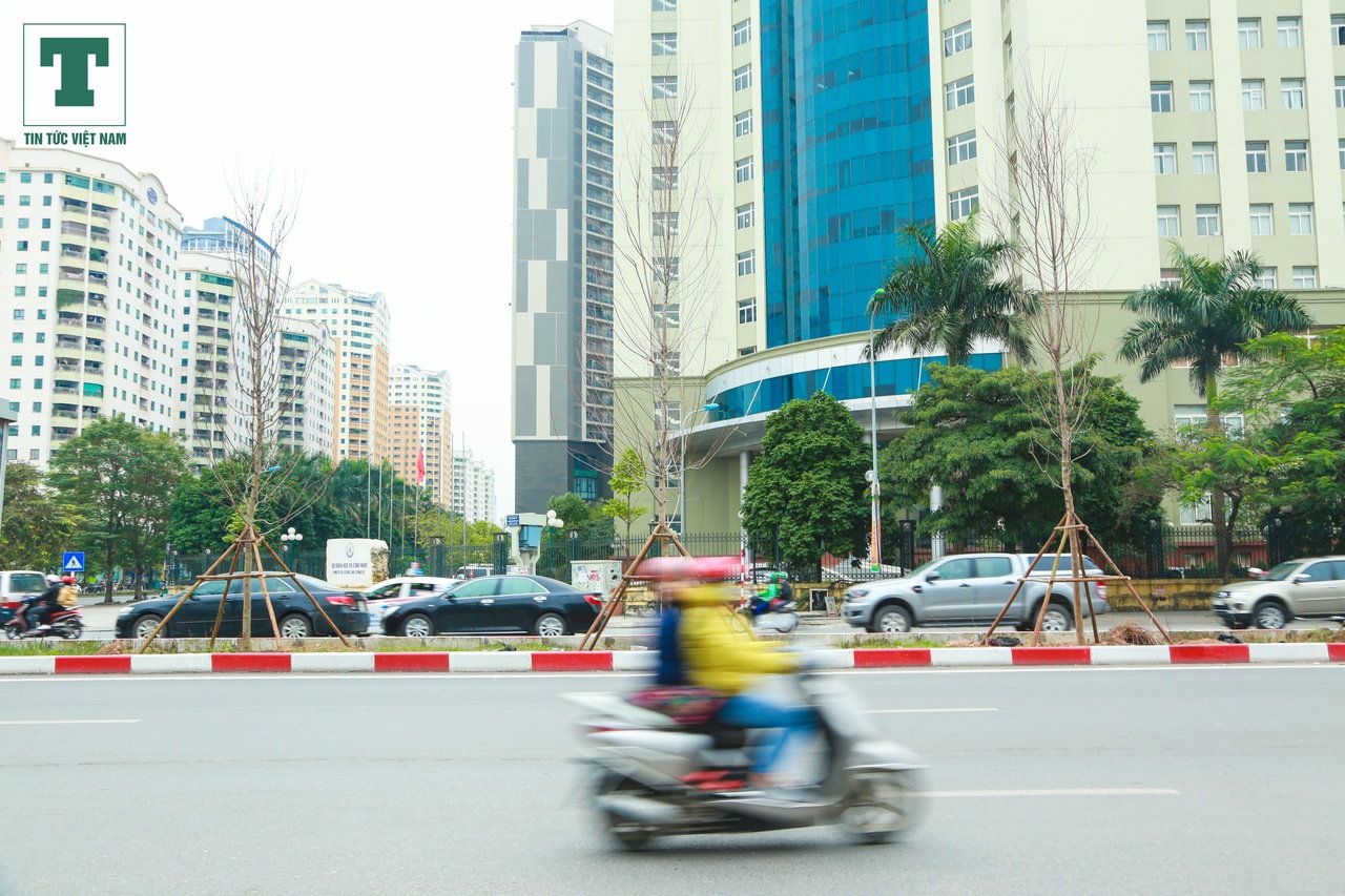 phong-la-do