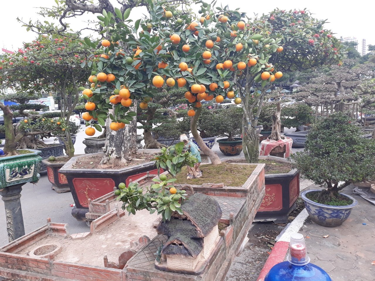 quat-bonsai-gia-hang-chuc-trieu-dong-do-bo-ha-noi-cho-nguoi-dan-mua-choi-tet