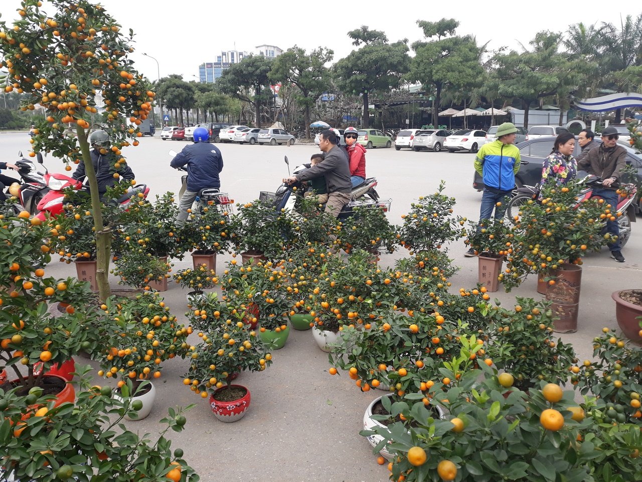 quat-bonsai-gia-hang-chuc-trieu-dong-do-bo-ha-noi-cho-nguoi-dan-mua-choi-tet