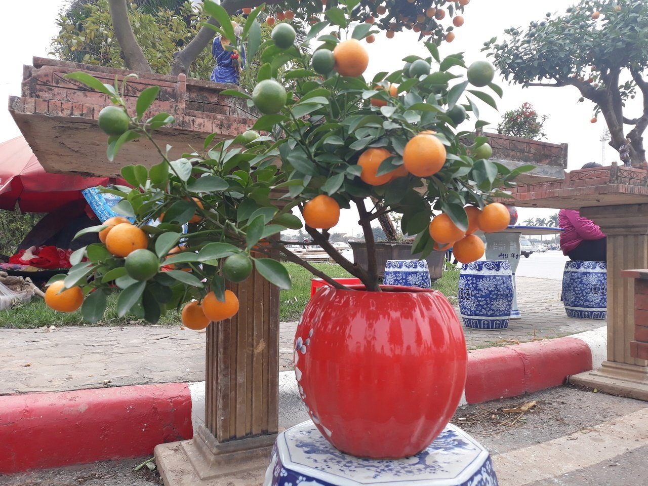 quat-bonsai-gia-hang-chuc-trieu-dong-do-bo-ha-noi-cho-nguoi-dan-mua-choi-tet