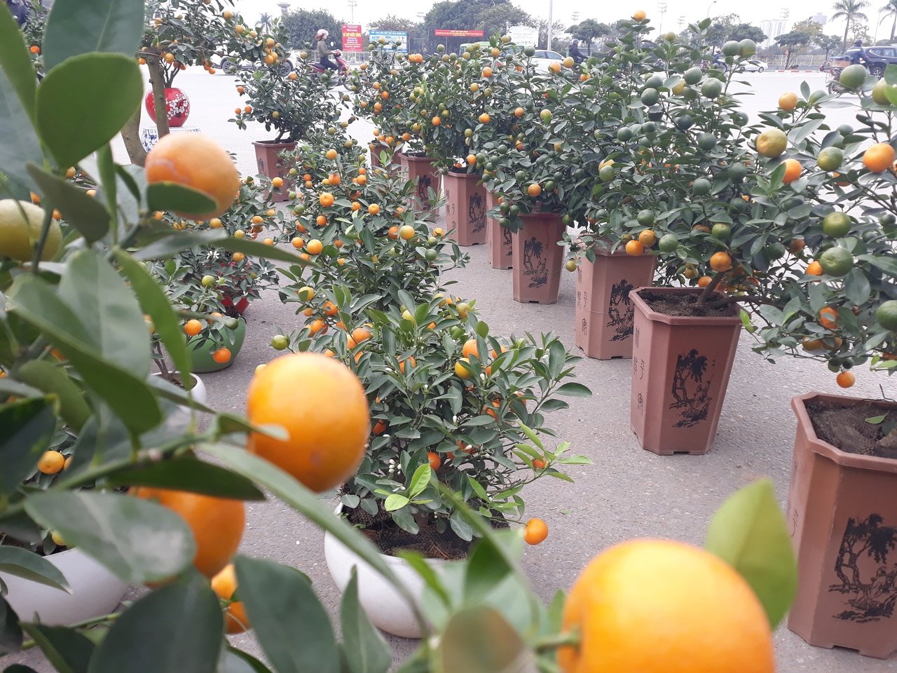 quat-bonsai-gia-hang-chuc-trieu-dong-do-bo-ha-noi-cho-nguoi-dan-mua-choi-tet