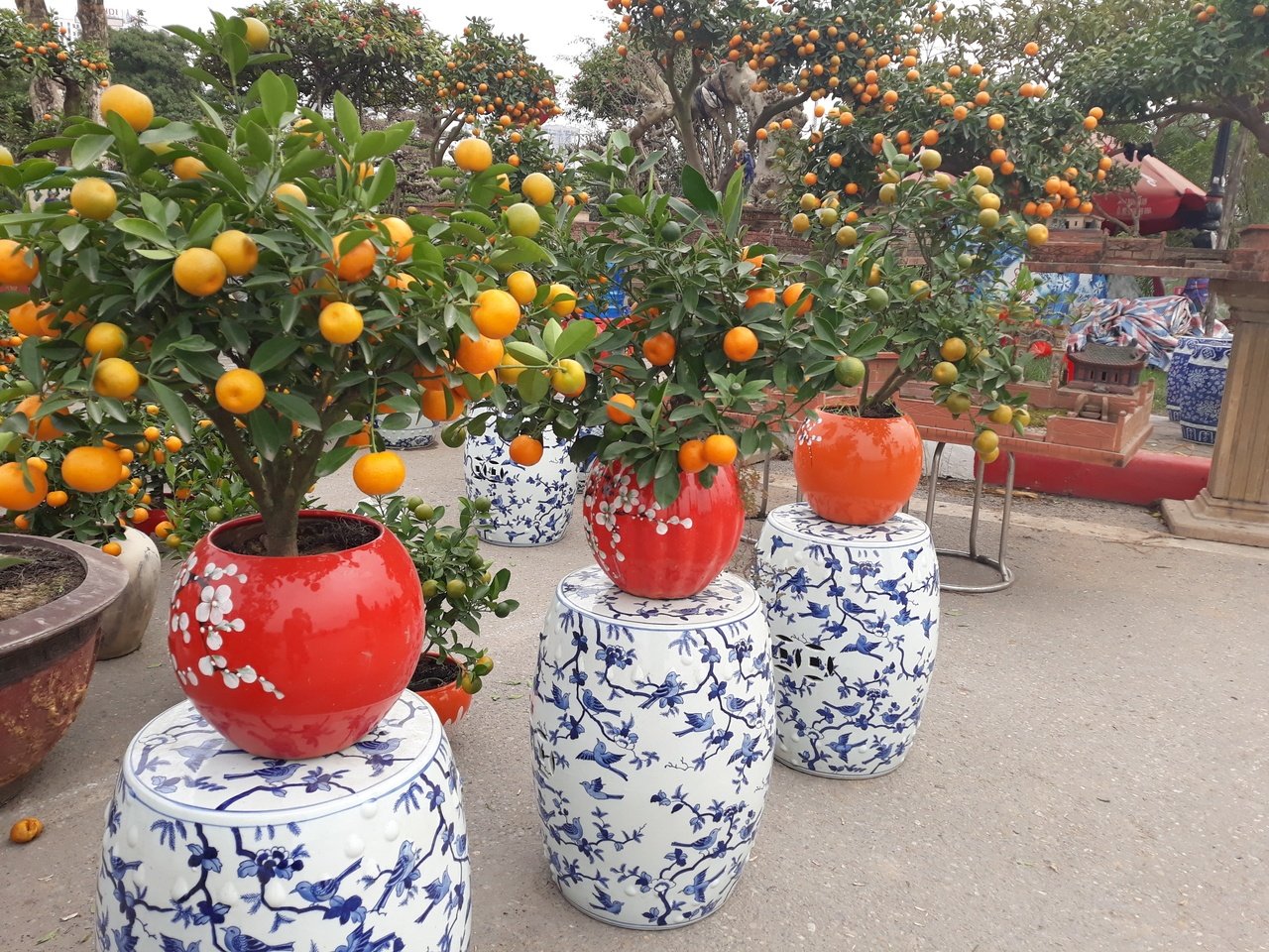 quat-bonsai-gia-hang-chuc-trieu-dong-do-bo-ha-noi-cho-nguoi-dan-mua-choi-tet