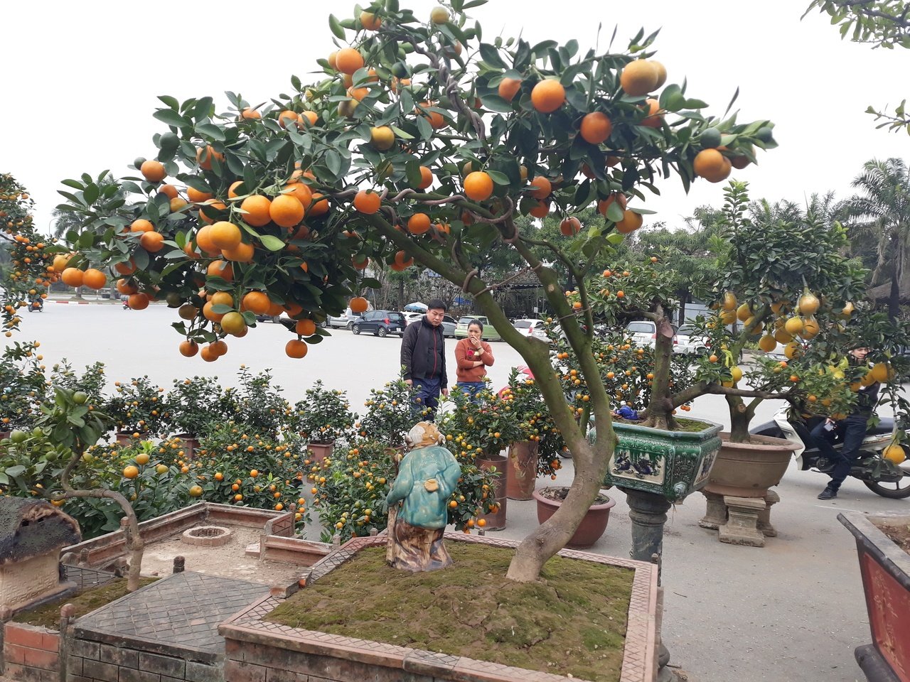 quat-bonsai-gia-hang-chuc-trieu-dong-do-bo-ha-noi-cho-nguoi-dan-mua-choi-tet