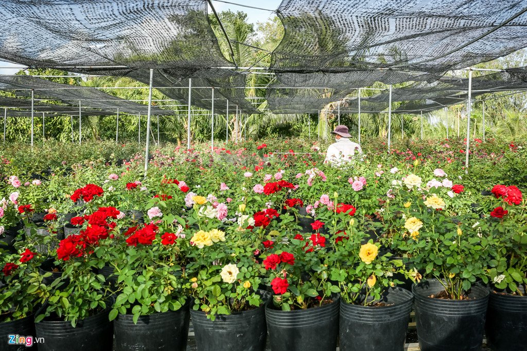 Hoa hồng Sa Đéc cháy hàng trước Tết