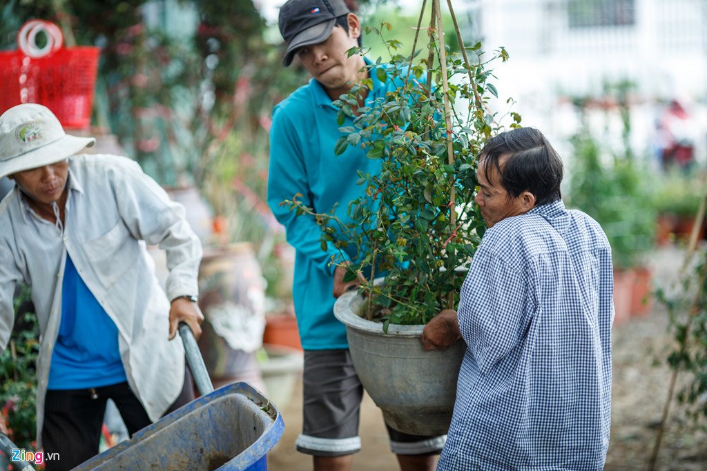 Hoa hồng Sa Đéc cháy hàng trước Tết