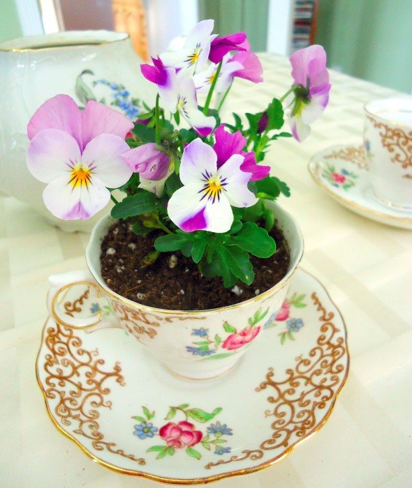 Gợi ý trồng cây, trồng hoa siêu ngọt ngào trong bộ ấm chén, bạn đã sẵn sàng để đón mùa xuân?