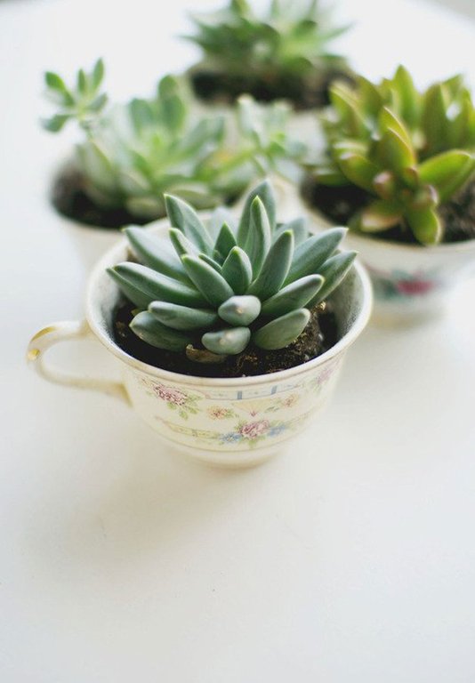 Gợi ý trồng cây, trồng hoa siêu ngọt ngào trong bộ ấm chén, bạn đã sẵn sàng để đón mùa xuân?